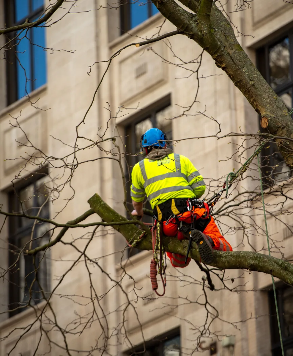 Boomverzorger met klimuitrusting die veilig in een boom werkt