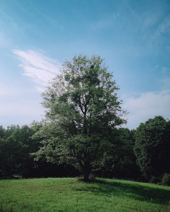 Verzorgde tuin na uitgevoerde boomwerkzaamheden